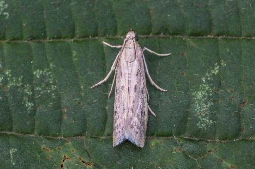 Réf. 198 316 : Phycitodes sp.